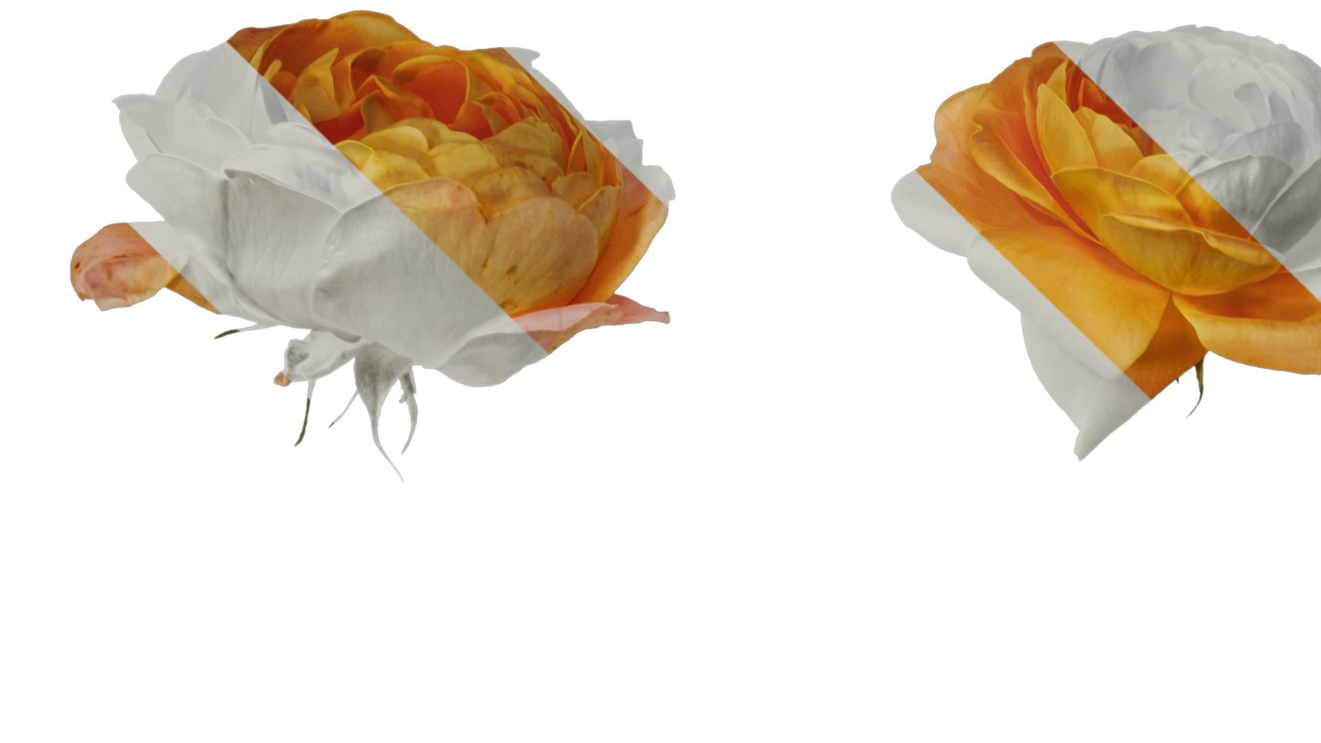 Anydrafts Rosa chinensis Flower 52 Texture_1