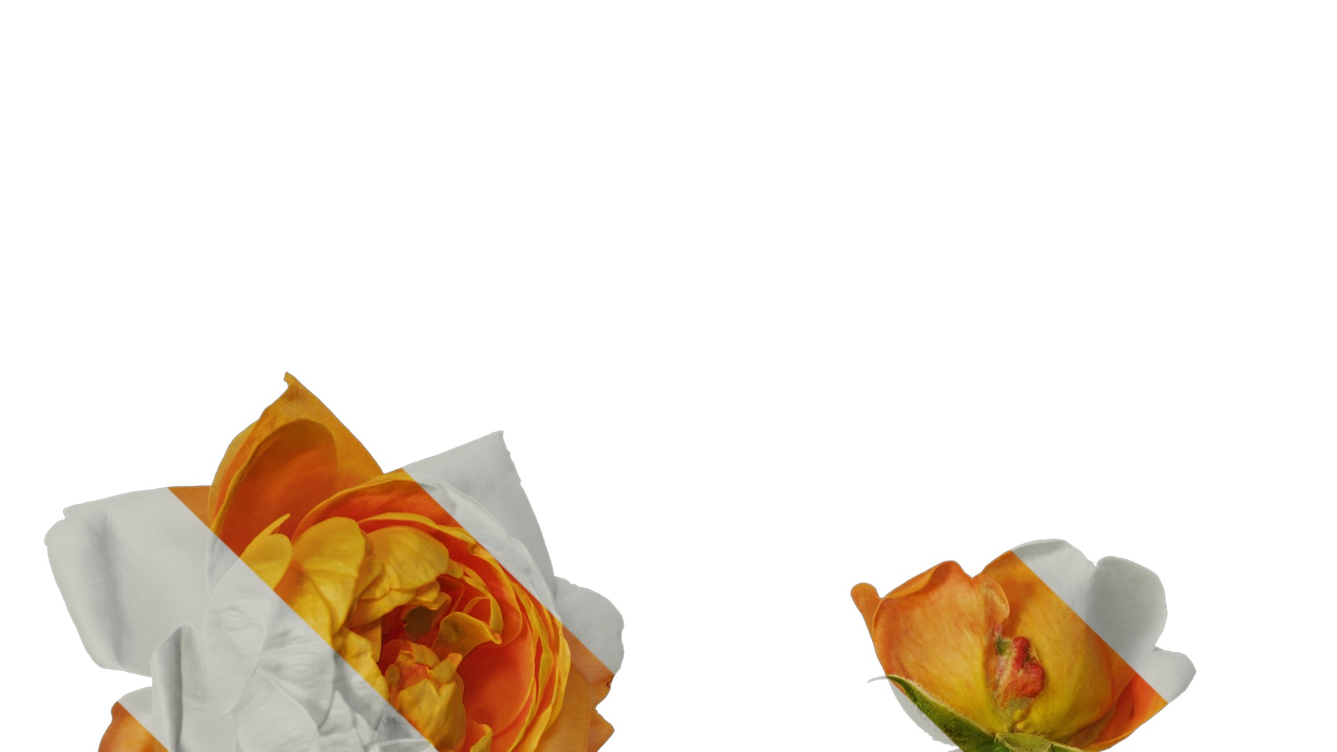 Anydrafts Rosa chinensis Flower 52 Texture_3