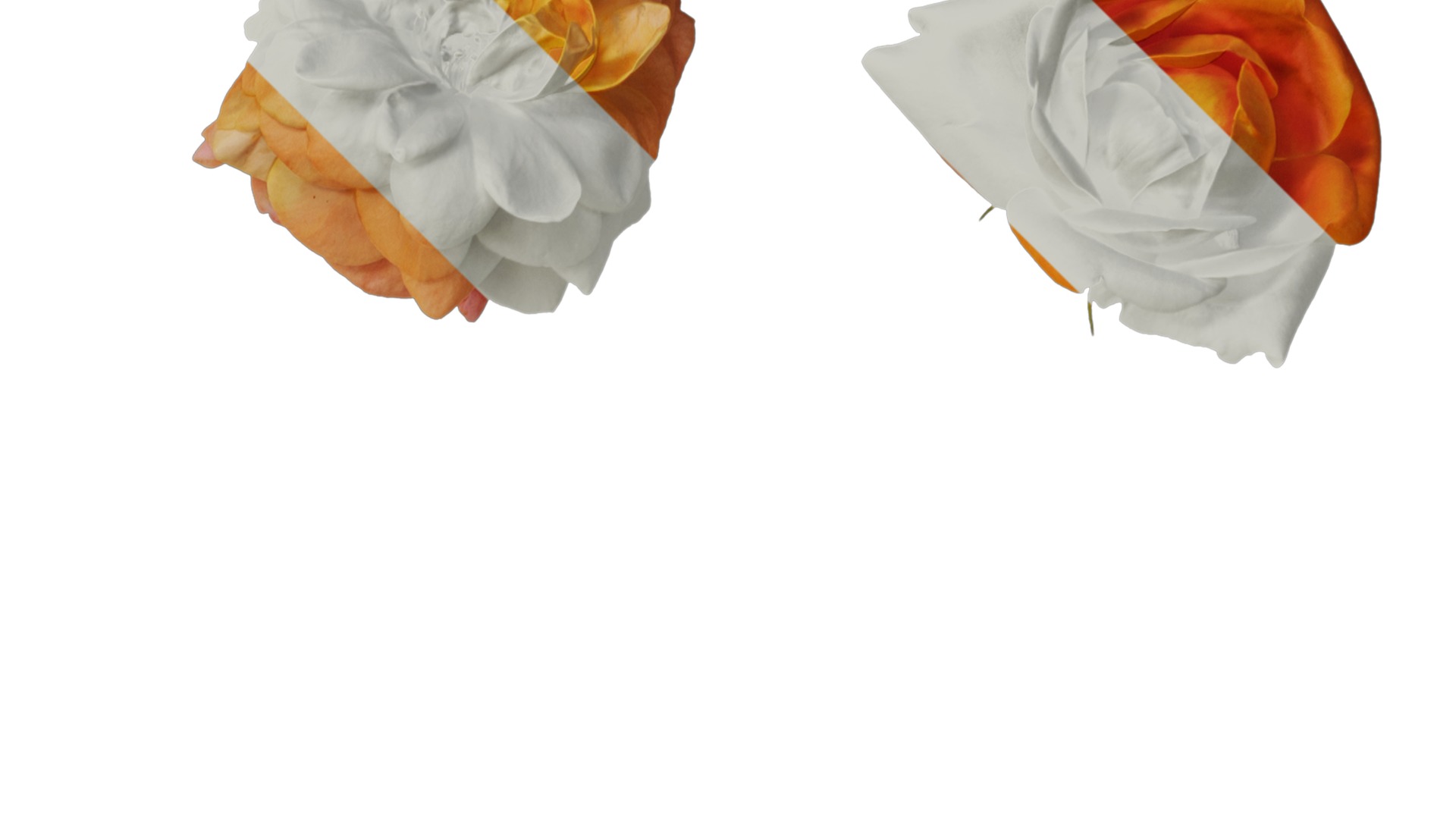 Anydrafts Rosa chinensis Flower 52 Texture_2