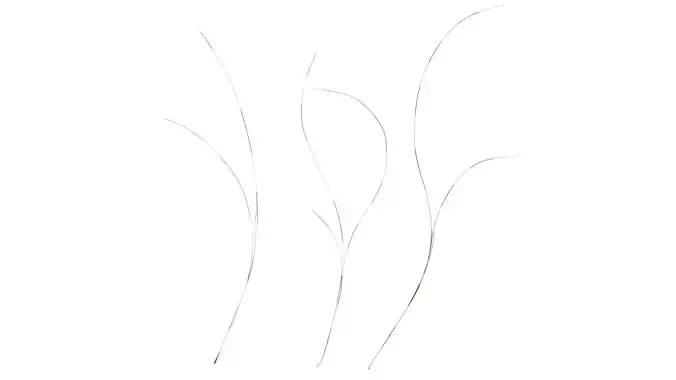 Anydrafts Nassella tenuissima Atlas 09