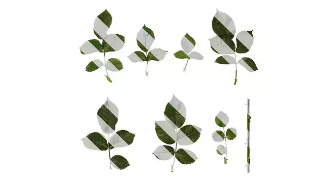 Anydrafts Rosa chinensis Leaf 01