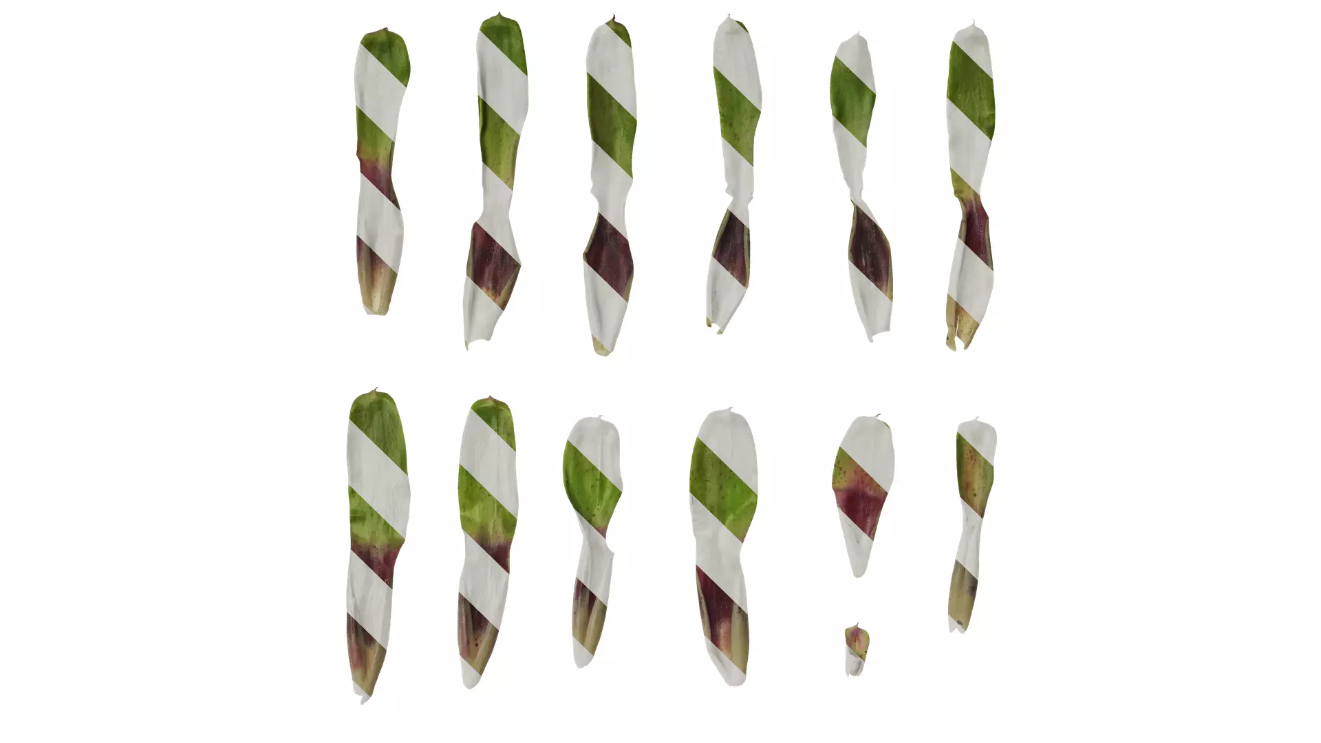 Anydrafts Neoregelia chiquita linda Leaf 01 F Texture
