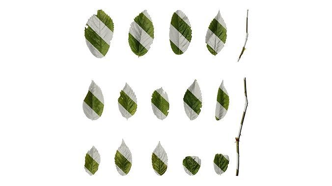 Anydrafts Rosa multiflora Leaf 01 Texture