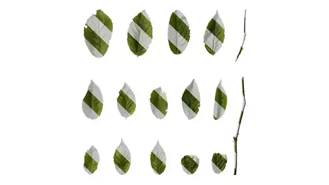 Anydrafts Rosa multiflora Leaf 01