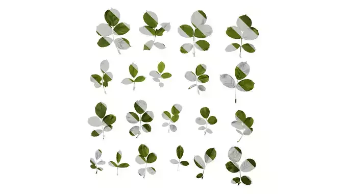 Anydrafts Rosa multiflora Leaf 02