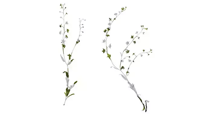 Anydrafts Omphalodes linifolia Atlas 01