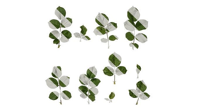 Anydrafts Rosa multiflora Leaf 03 Texture