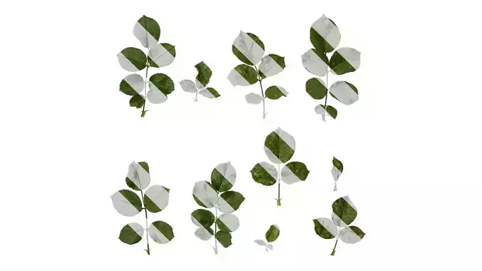 Anydrafts Rosa multiflora Leaf 03 Texture