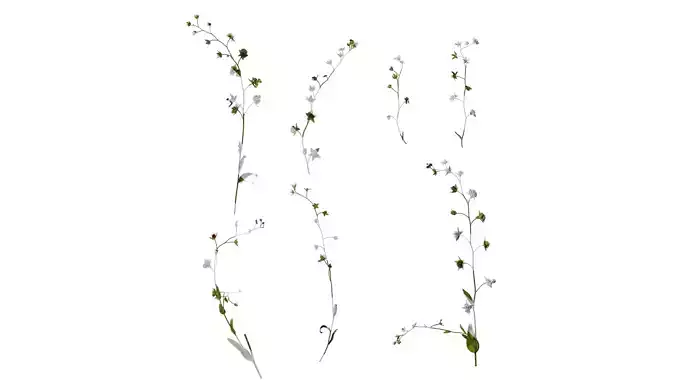 Anydrafts Omphalodes linifolia Atlas 02