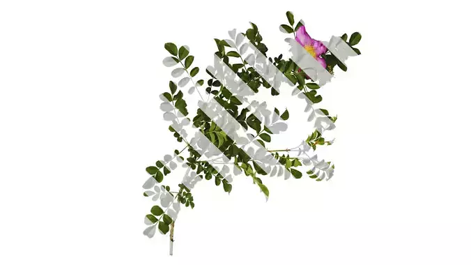 Anydrafts Rosa roxburghii Atlas 11