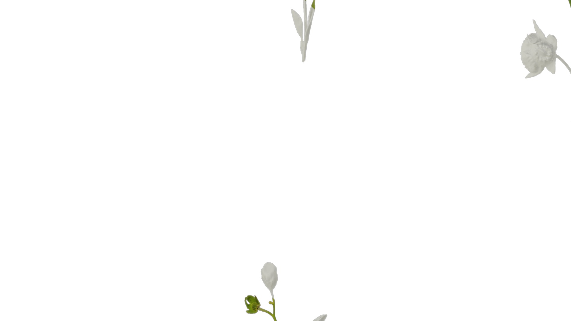 Anydrafts Omphalodes linifolia Atlas 03 Texture_3