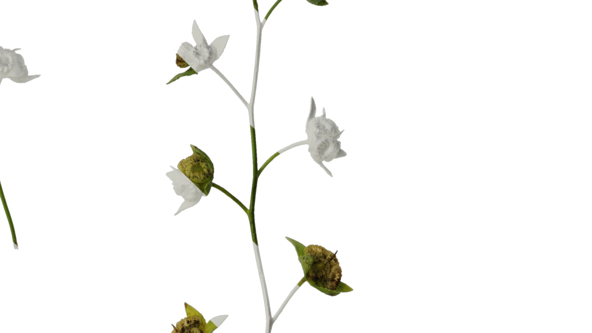 Anydrafts Omphalodes linifolia Atlas 03 Texture_4