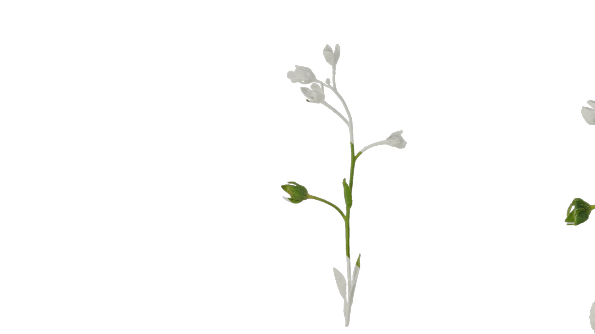 Anydrafts Omphalodes linifolia Atlas 03 Texture_1