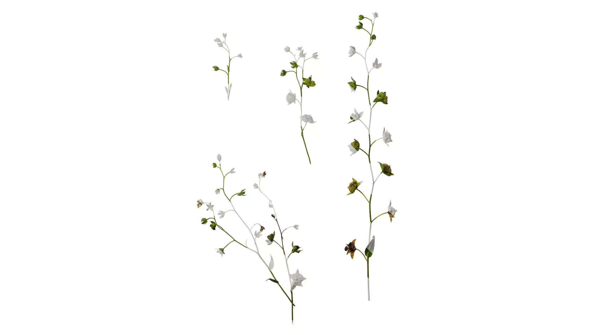 Anydrafts Omphalodes linifolia Atlas 03 Texture_0