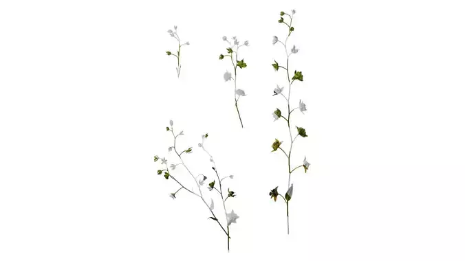 Anydrafts Omphalodes linifolia Atlas 03