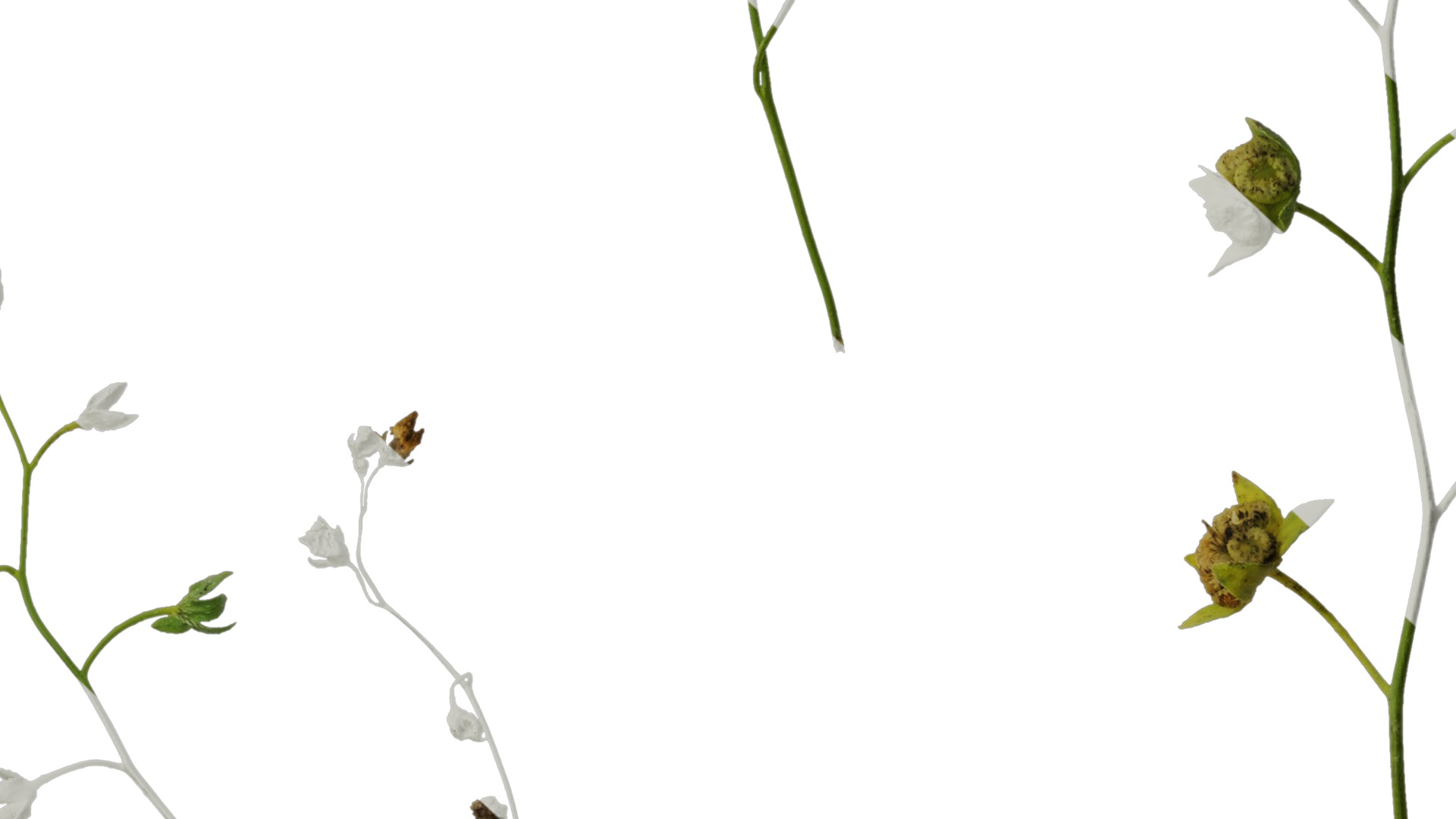 Anydrafts Omphalodes linifolia Atlas 03 Texture_7