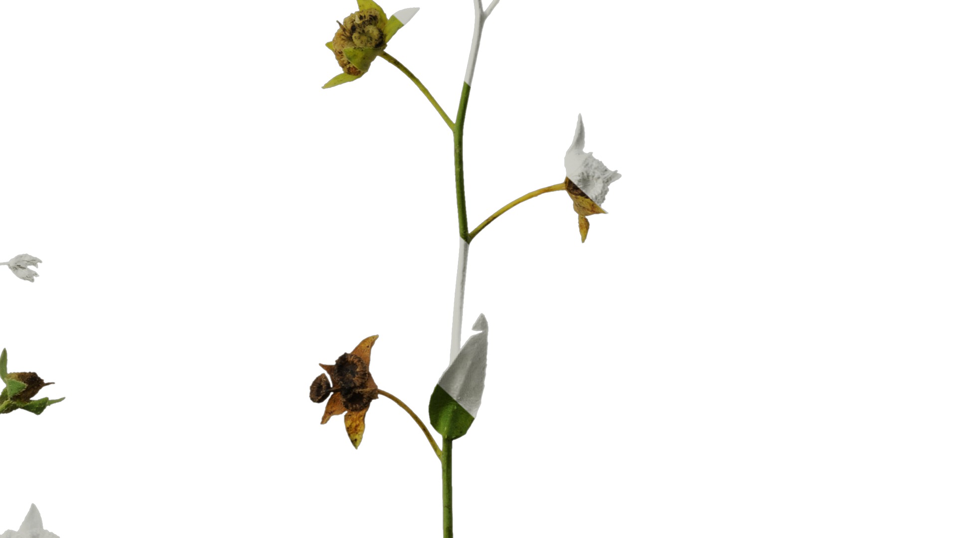 Anydrafts Omphalodes linifolia Atlas 03 Texture_6