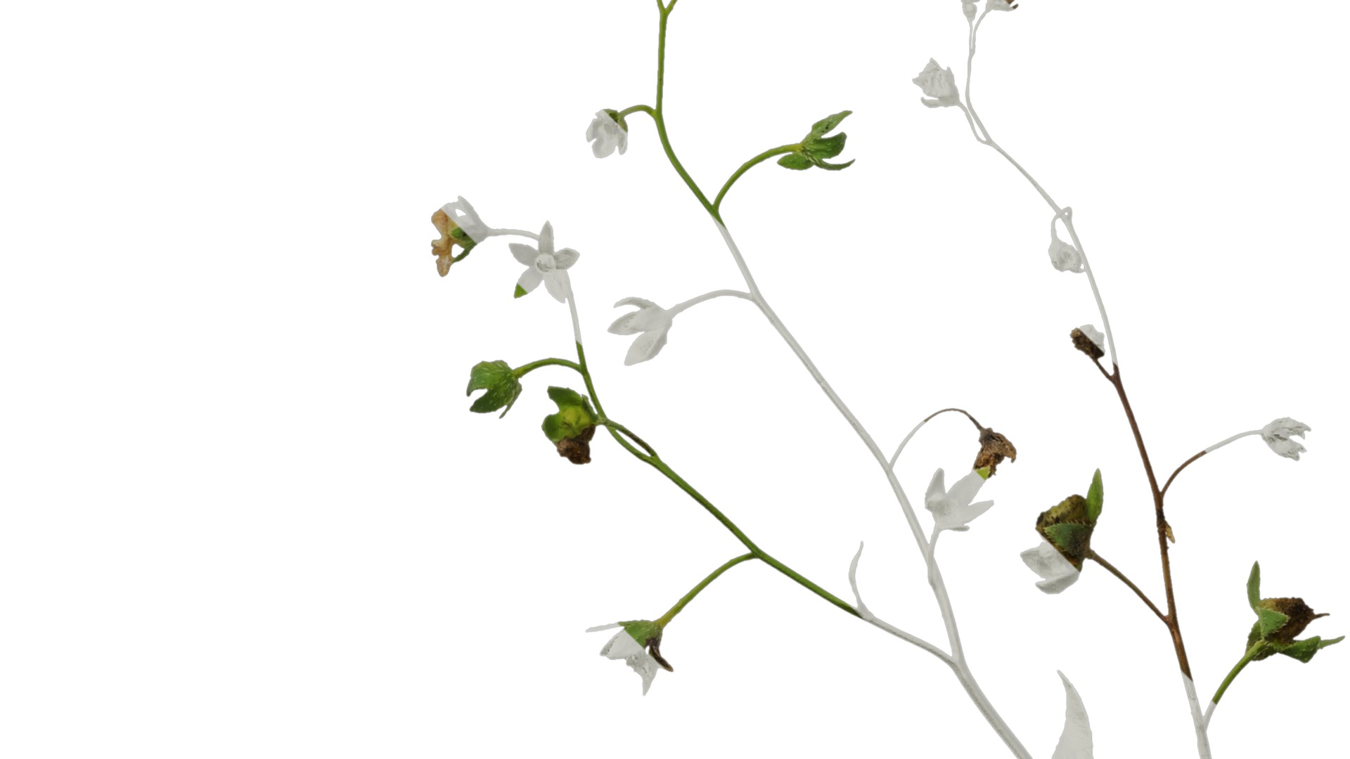 Anydrafts Omphalodes linifolia Atlas 03 Texture_5