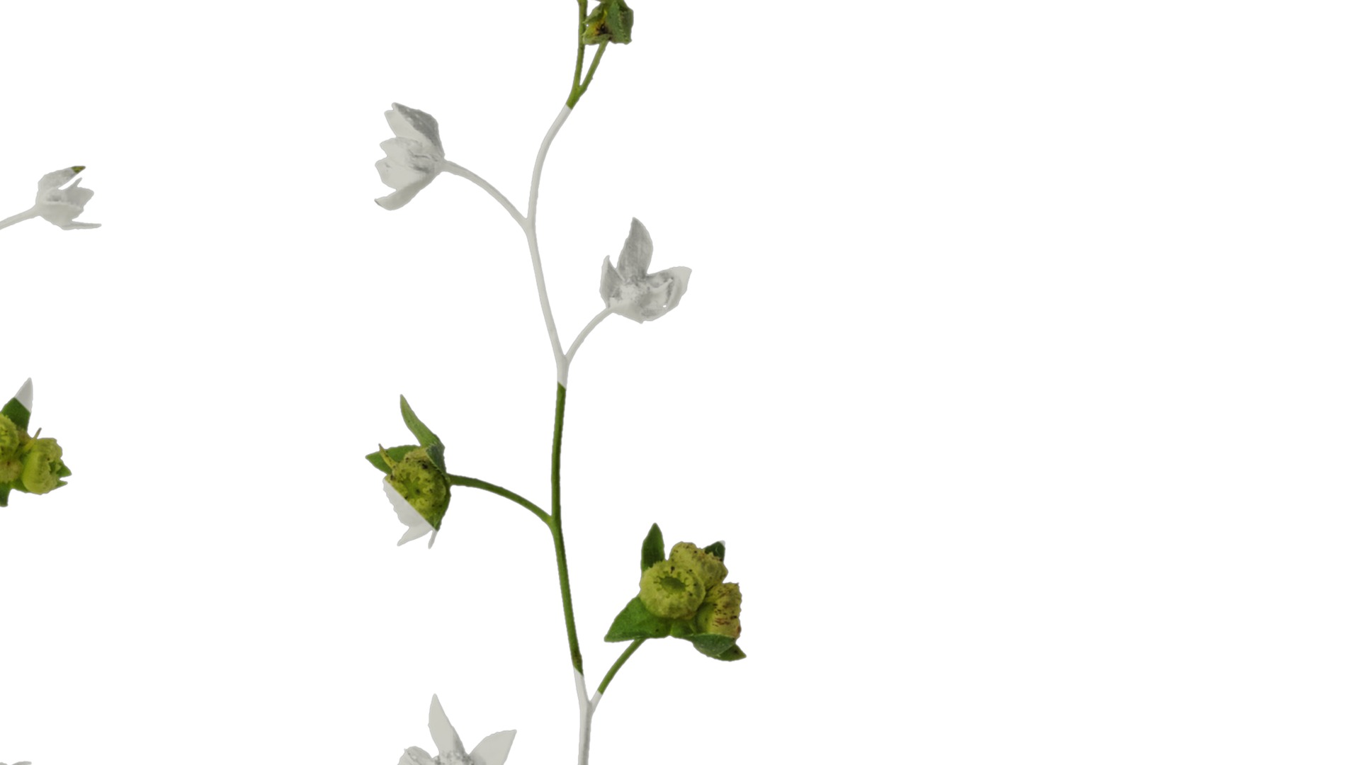 Anydrafts Omphalodes linifolia Atlas 03 Texture_2