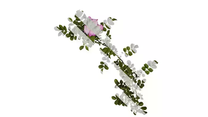 Anydrafts Rosa roxburghii Atlas 12