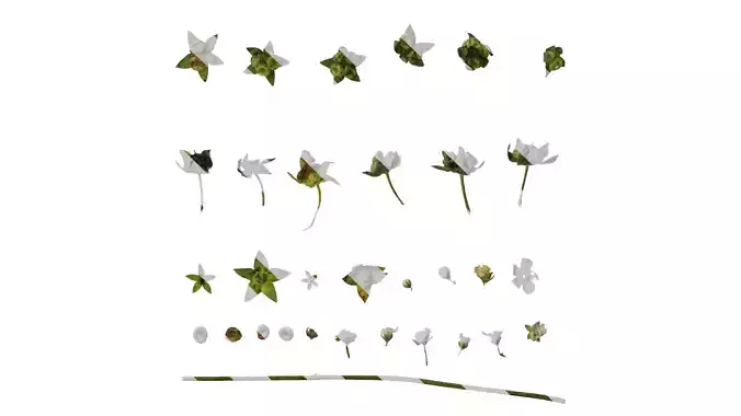 Anydrafts Omphalodes linifolia Atlas 05