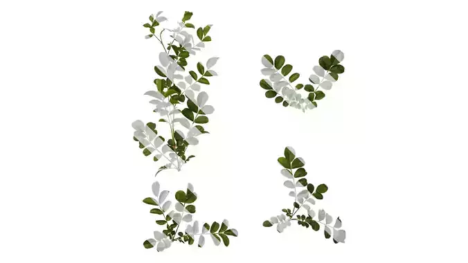 Anydrafts Rosa roxburghii Atlas 14