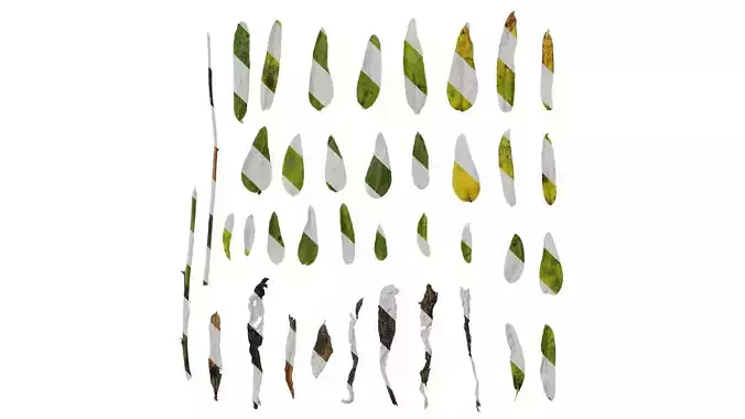 Anydrafts Omphalodes linifolia Leaf 01