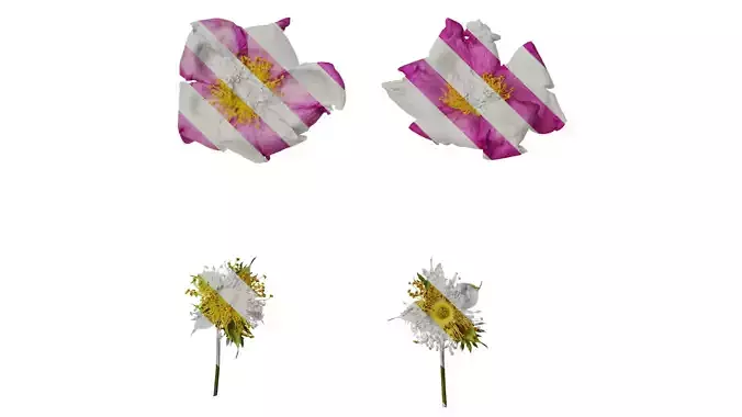 Anydrafts Rosa roxburghii Flower 05