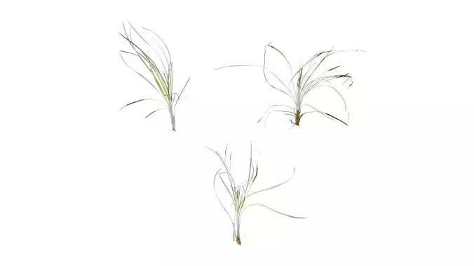 Anydrafts Ophiopogon jaburan vittatus Atlas 01