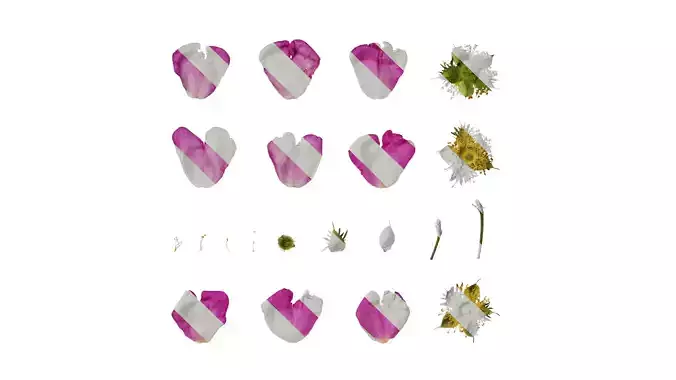 Anydrafts Rosa roxburghii Flower 06