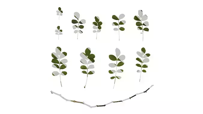 Anydrafts Rosa roxburghii Leaf 02