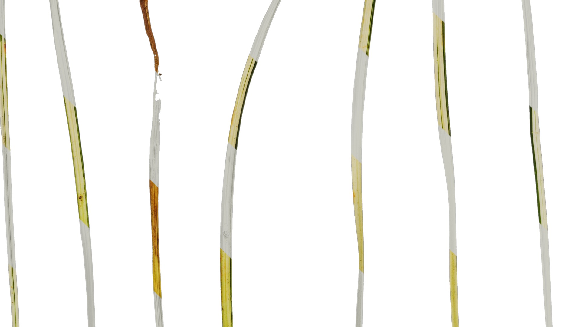 Anydrafts Ophiopogon jaburan vittatus Leaf 01 Texture_3