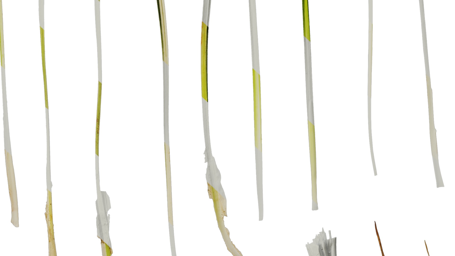 Anydrafts Ophiopogon jaburan vittatus Leaf 01 Texture_6