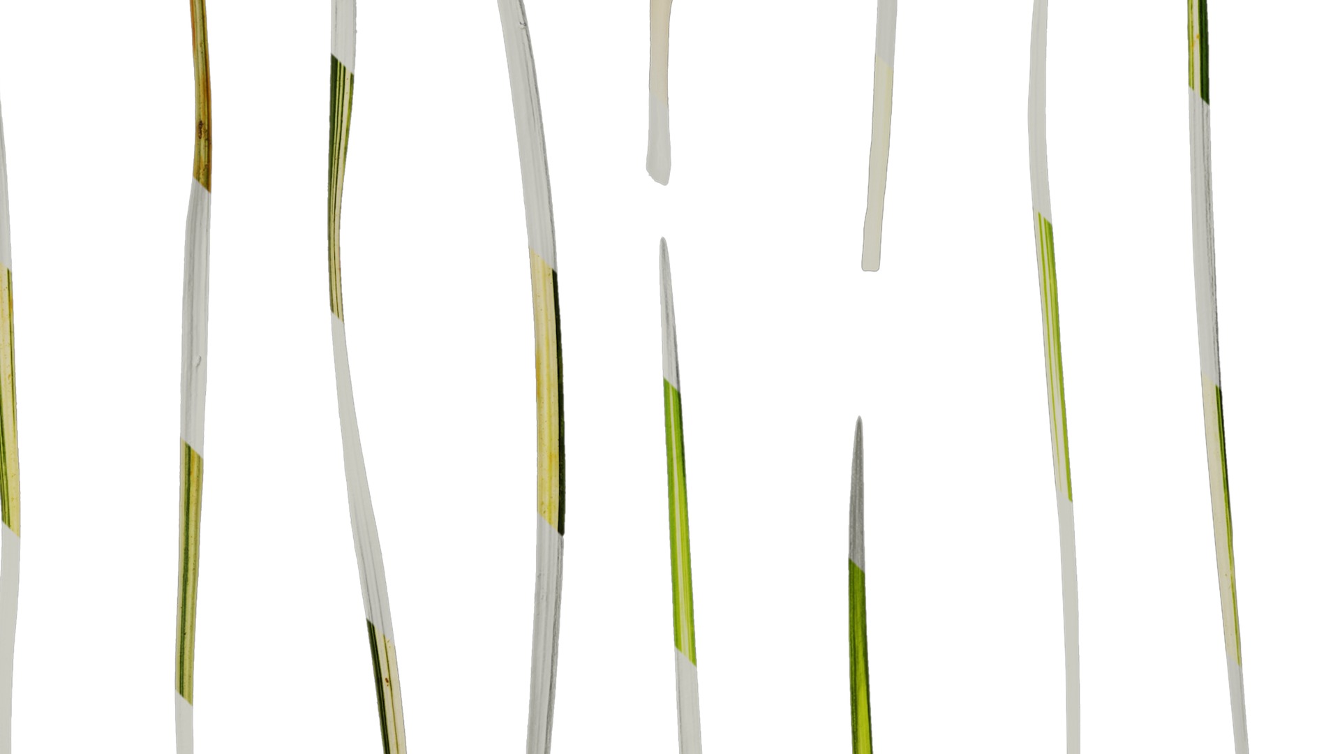 Anydrafts Ophiopogon jaburan vittatus Leaf 01 Texture_4