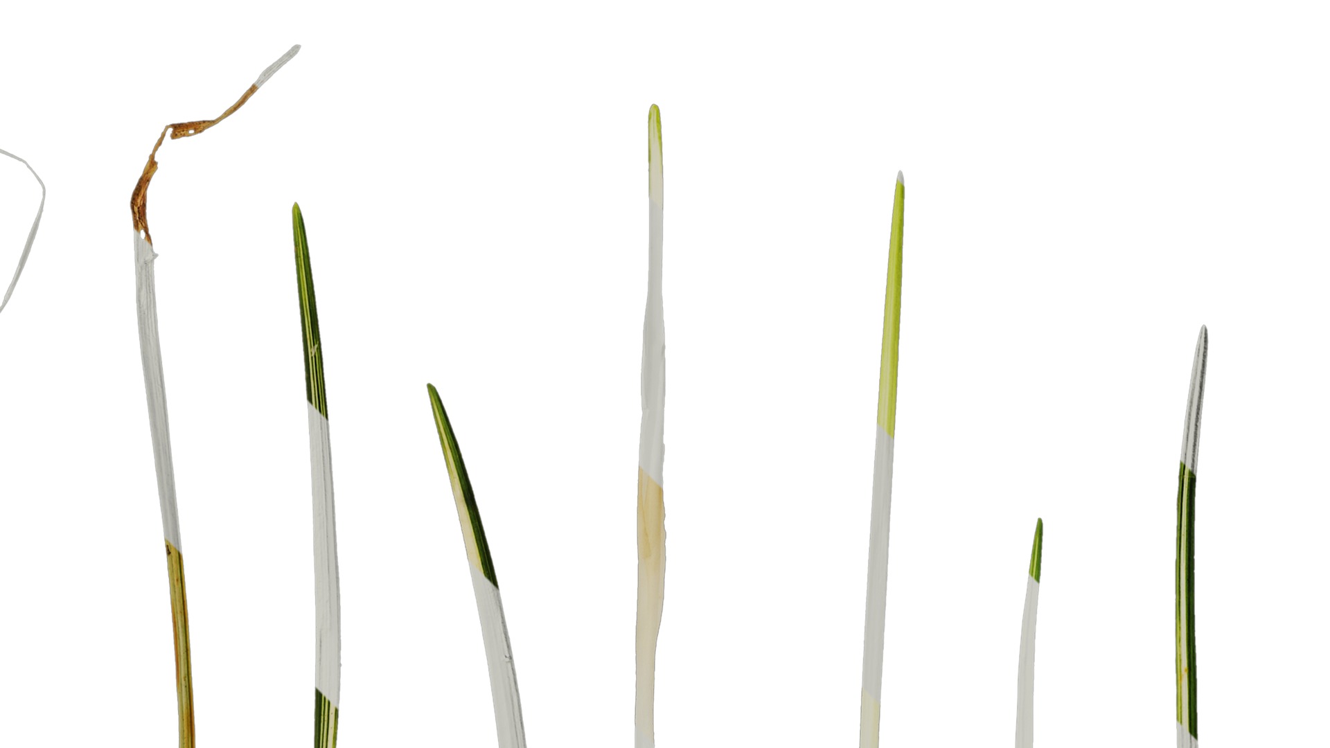 Anydrafts Ophiopogon jaburan vittatus Leaf 01 Texture_2