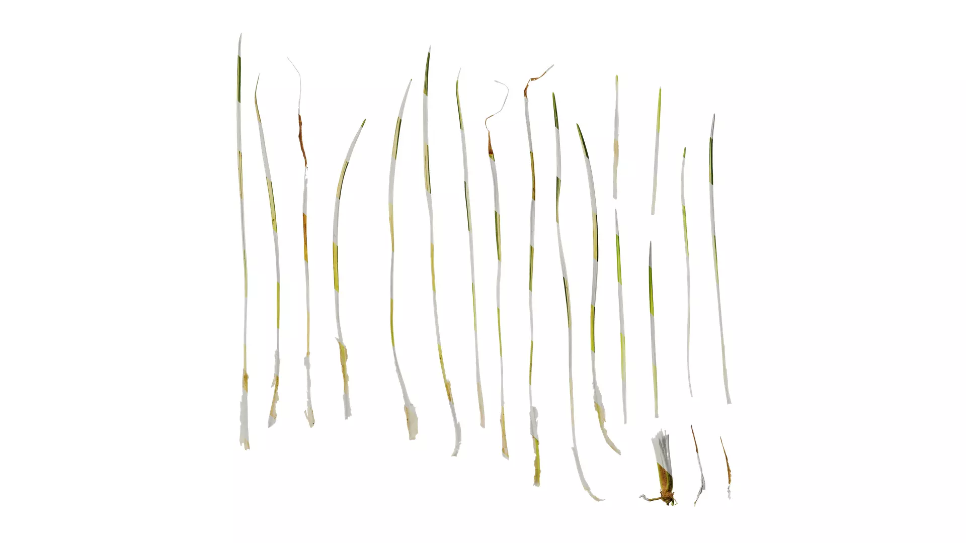 Anydrafts Ophiopogon jaburan vittatus Leaf 01 Texture_0