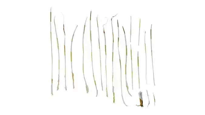 Anydrafts Ophiopogon jaburan vittatus Leaf 01