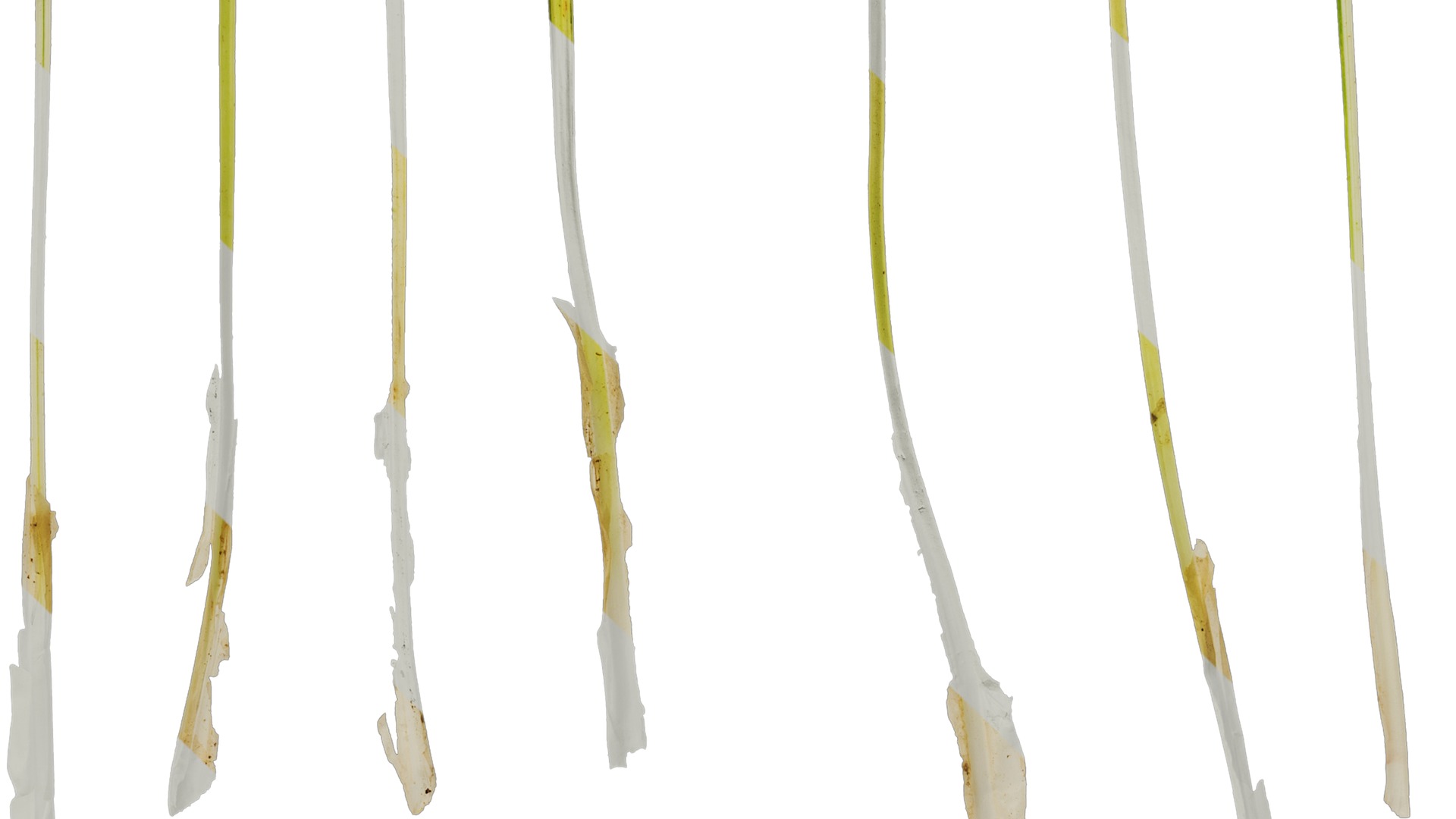 Anydrafts Ophiopogon jaburan vittatus Leaf 01 Texture_5