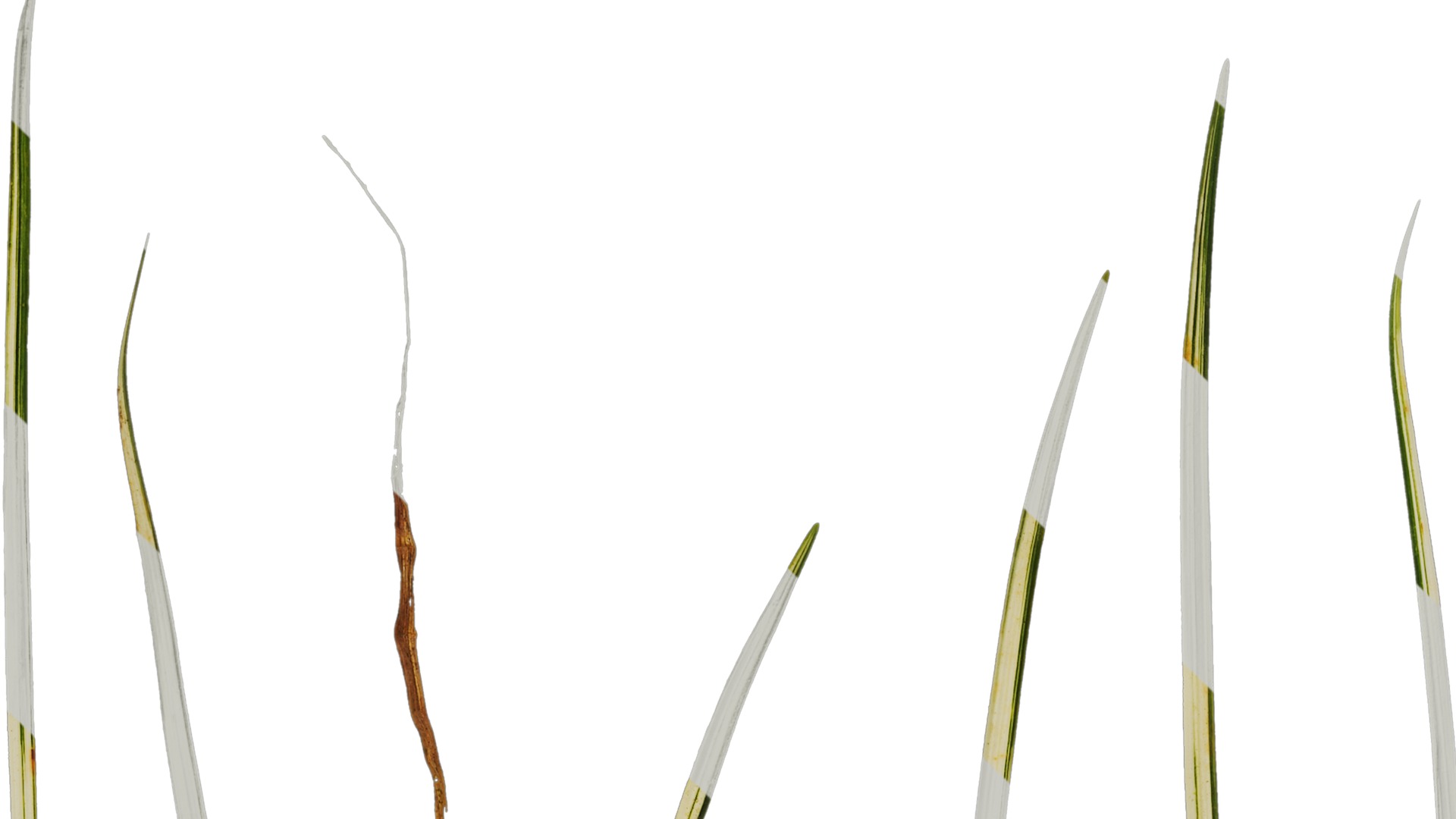 Anydrafts Ophiopogon jaburan vittatus Leaf 01 Texture_1