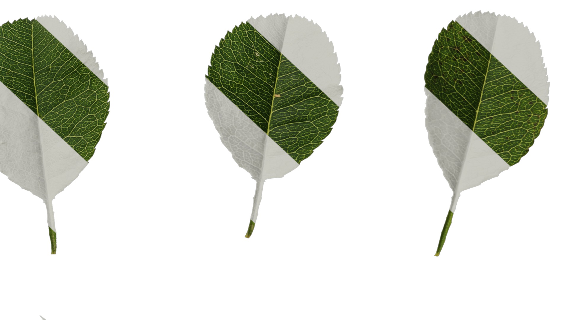 Anydrafts Rosa roxburghii Leaf 03 Texture_6