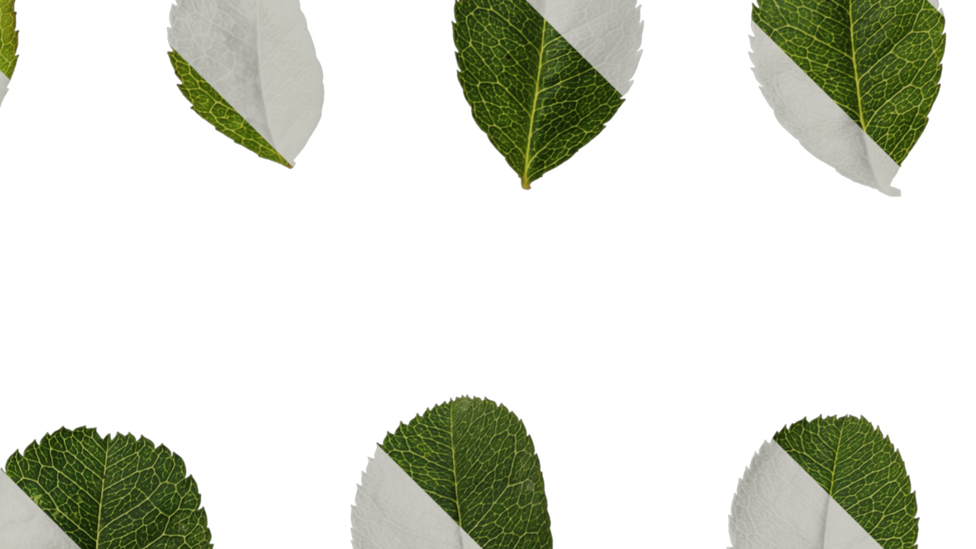 Anydrafts Rosa roxburghii Leaf 03 Texture_2