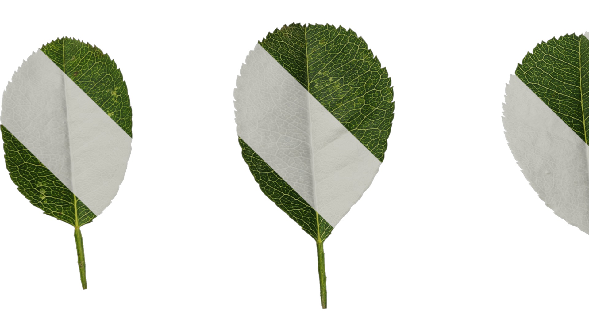 Anydrafts Rosa roxburghii Leaf 03 Texture_5