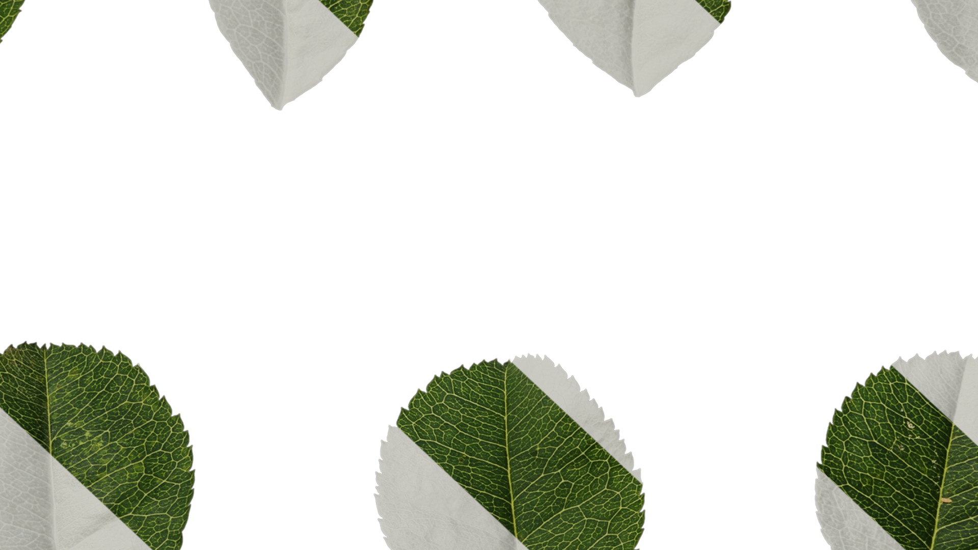 Anydrafts Rosa roxburghii Leaf 03 Texture_7