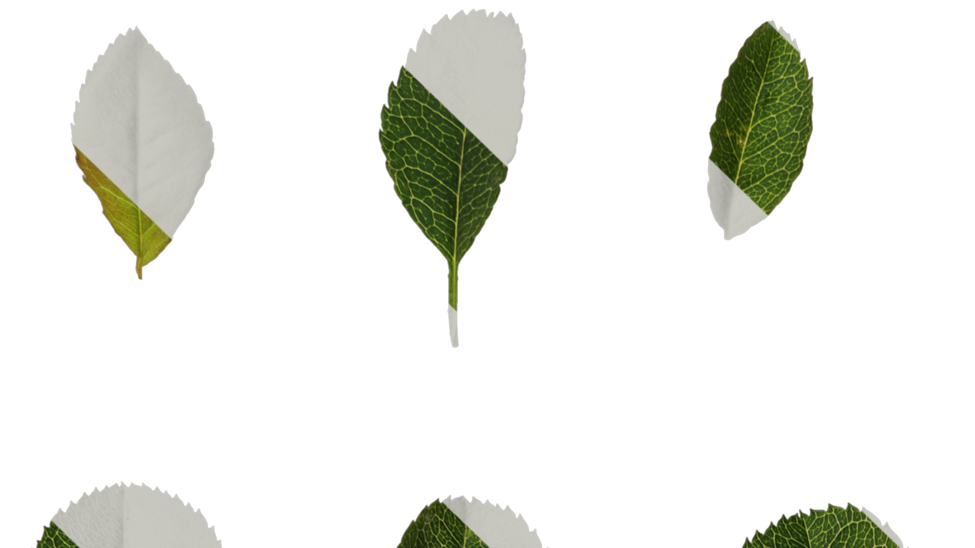 Anydrafts Rosa roxburghii Leaf 03 Texture_1