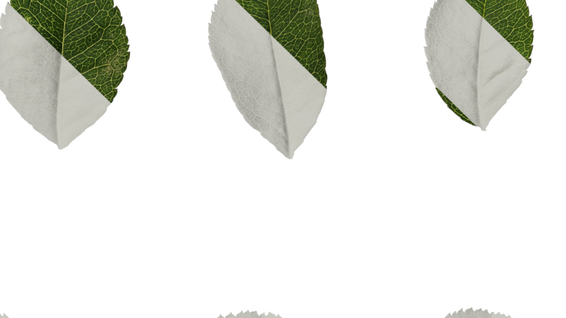 Anydrafts Rosa roxburghii Leaf 03 Texture_4