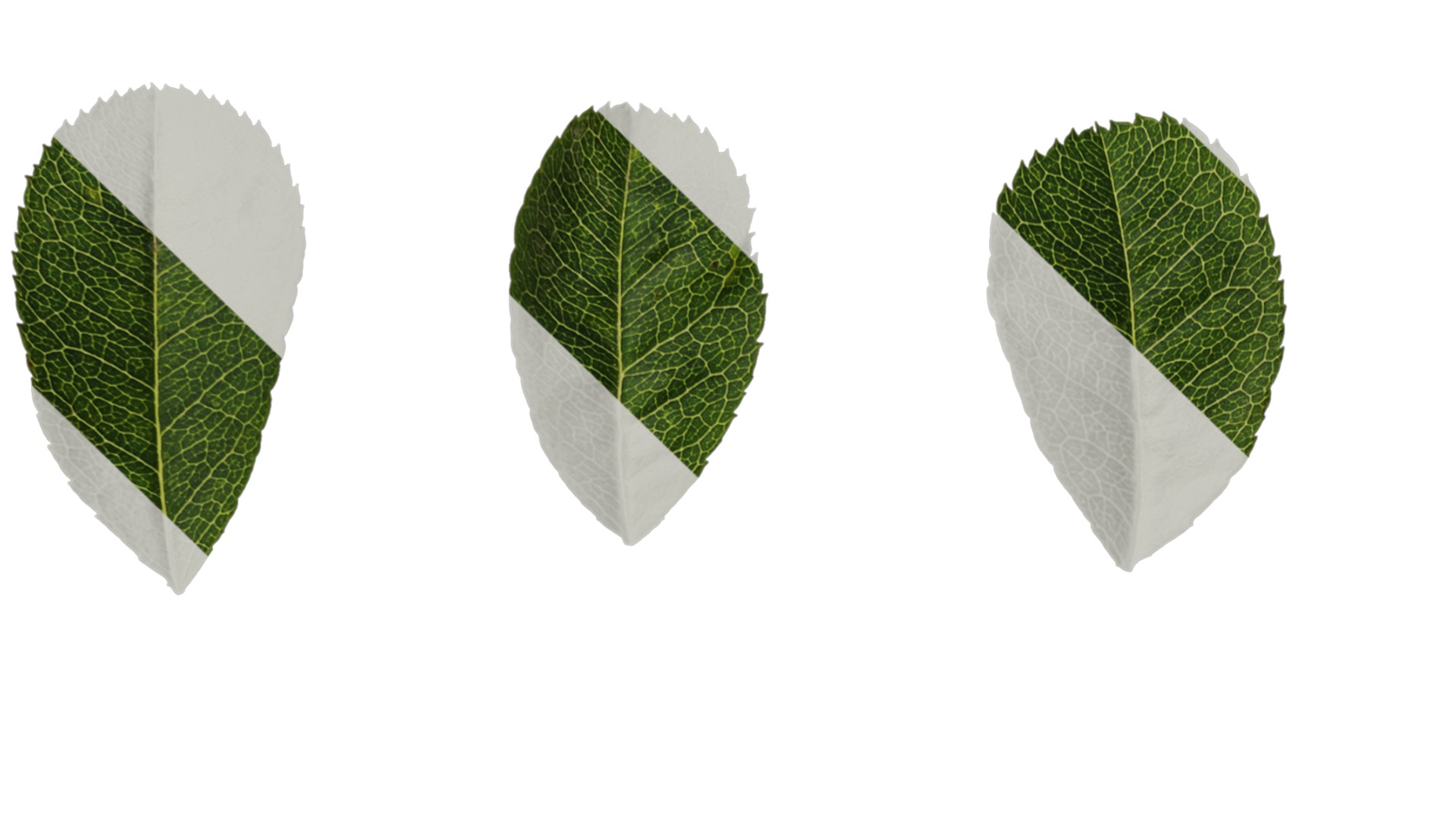 Anydrafts Rosa roxburghii Leaf 03 Texture_3