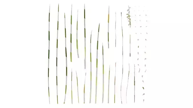 Anydrafts Ophiopogon japonicus Atlas 01