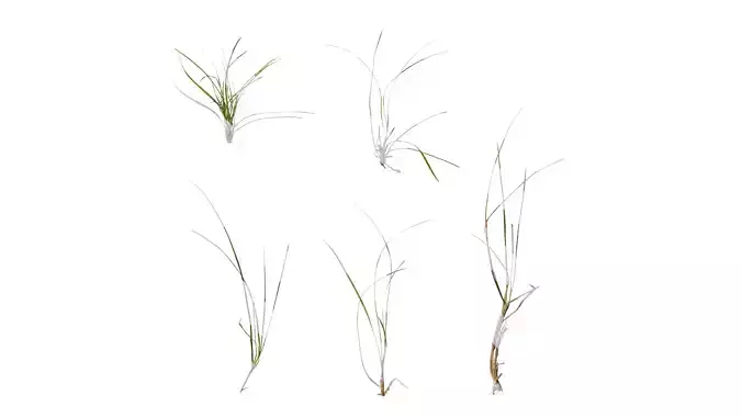 Anydrafts Ophiopogon japonicus Atlas 12