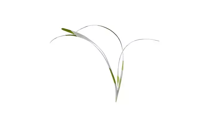 Anydrafts Ophiopogon japonicus Atlas 13