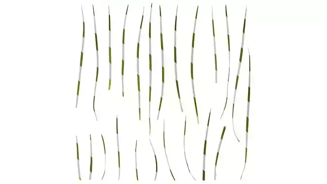 Anydrafts Ophiopogon japonicus Leaf 01